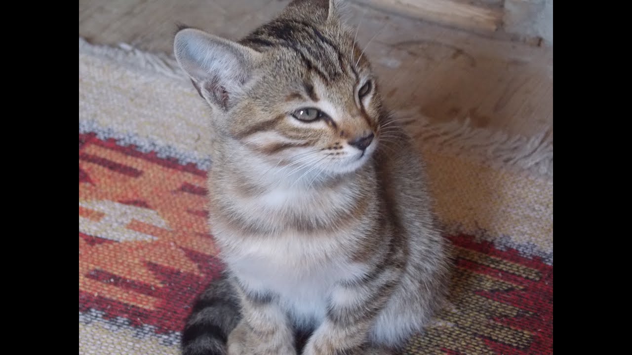 Oyun Oynayan Yavru Kedi YouTube