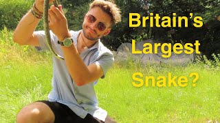 Finding the largest snake in Britain