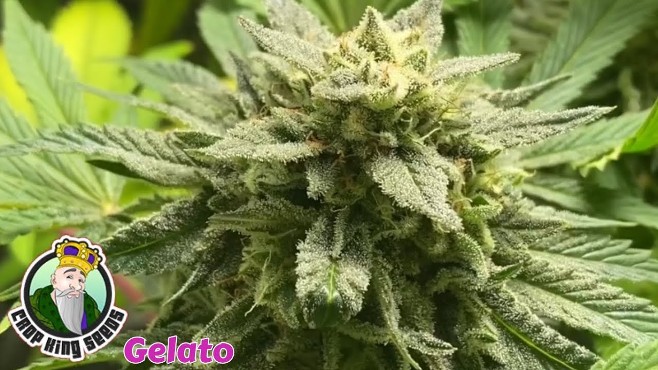 End of week 7 flower of Crop Kings Seeds Gelato, TNB Naturals, Mars Hydro TS1000 ,AC INFINITY grow