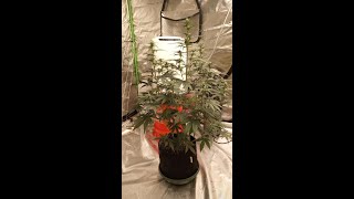 Seedsman Strawberry Cheesecake Auto