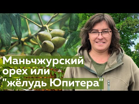 Орех Маньчжурский или "жёлудь Юпитера"