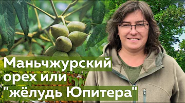 Орех Маньчжурский или 