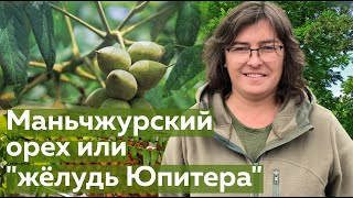 Орех Маньчжурский или "жёлудь Юпитера"