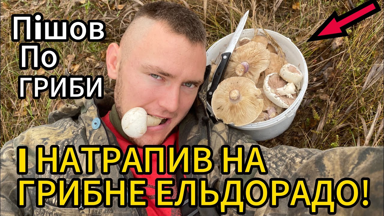 Пішов по гриби — і натрапив на грибне Ельдорадо! 🍄