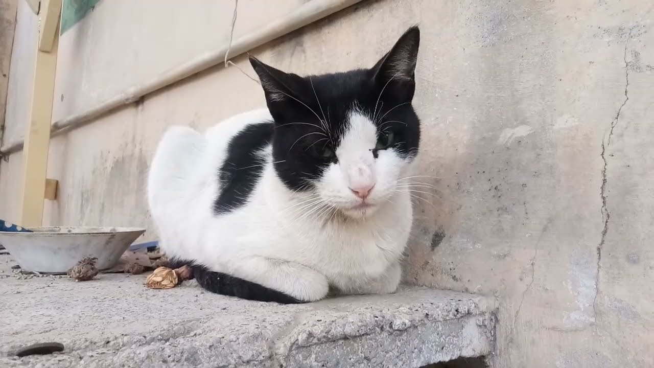 safayd morgha our safayd bili ki subha || White Rooster White Cat Meeting