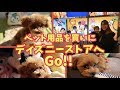 トイプードルの子犬ちゃん!ディズニーストアにペット用品を買いに行こう!puppy supplies