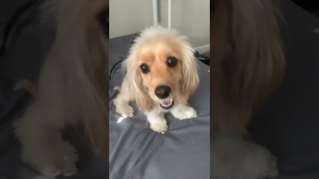 I found the cutest dog ever 