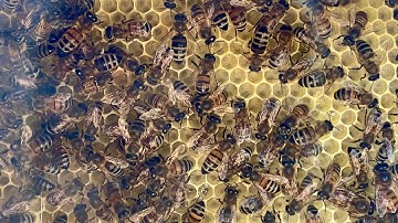 How to capture a Swarm of BEES  🐝 + Testing my homemade Observation Beehive