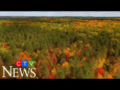 Beautiful scenes of fall foliage in Ontario