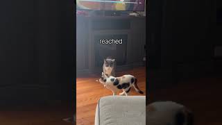 lol #cat#cats#catvideos#catshorts#catficatfish#funnycats#subscribe#shorts#funny#catlife#touchmenot