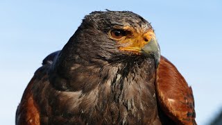 Hawk Sounds | Hawk Sound Effects | Red Tailed Hawk Noises | Hawk Screech | Hawk Calls| No Music