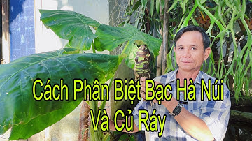 Giải Mã Lời Đồn Về Thần Dược Củ Bạc Hà Núi Đúng Hay Sai Chữa Được Bệnh Gì