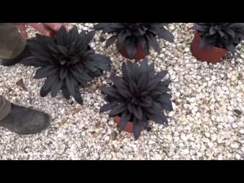 Lobelia “ Black Truffle” – An Ornamental Plant With A Dramatic Look