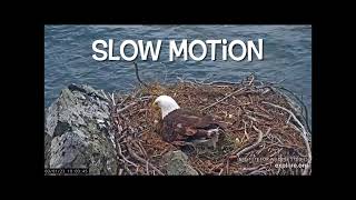 Two Harbors Eagle Cam - Wind blows Cholyn off of the nest (she’s ok!) regular \& slo mo - 3\/1\/2023
