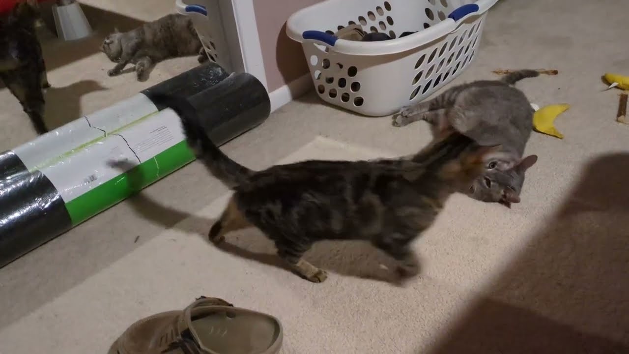 Cats Gently Play Wrestling