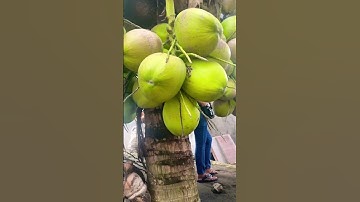 Amazing coconut tree