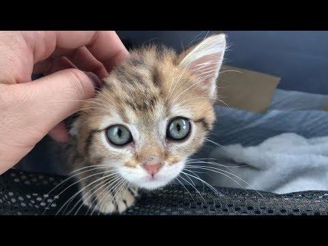 子猫のしまちゃんがうちに来る前の様子！