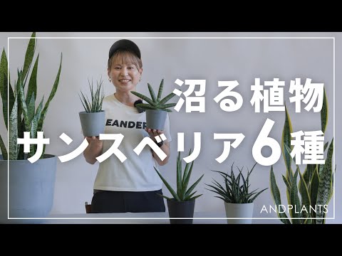 サンセベリア品種ガイド：初心者におすすめの種類と育て方