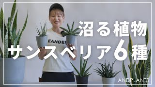 Discover your favorite] Learn all about the differences between