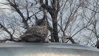 #Owl by Mark J. 169 views 4 months ago 27 seconds