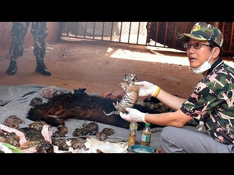 Vídeo: Tigres Del Templo Del Tigre En Tailandia Muriendo