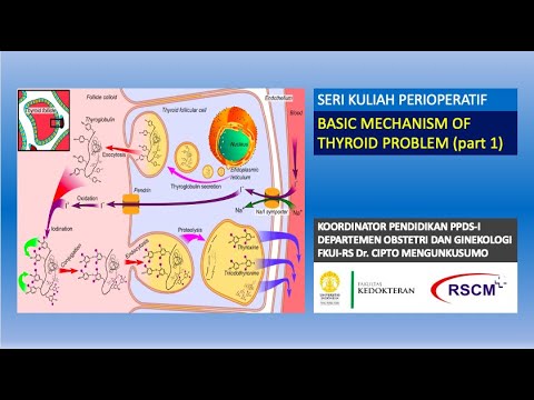 Video: Hormon Adrenokortikotropik Normal Dan Tahap Kortisol Tinggi Akhir Dikaitkan Dengan Faktor Risiko Kardiovaskular Tertentu Dalam Obesiti Kanak-kanak: Kajian Rentas Keratan