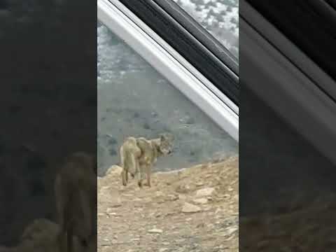 گرگ تنها چرا با گله نیست Alone Wolf