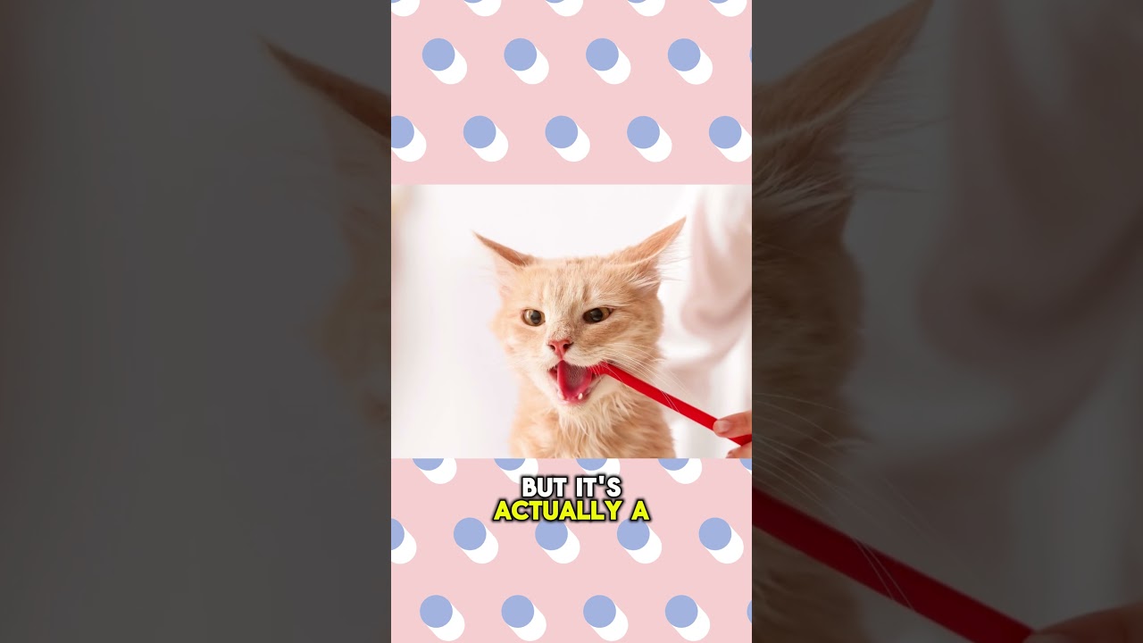 Dental Health Of Cat 