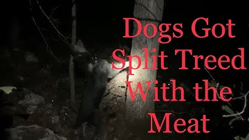 Coon Hunt with a Bluetick & Mtn Cur