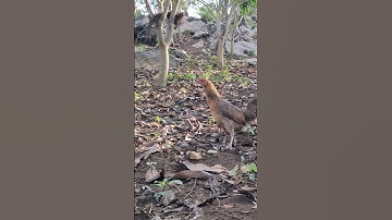 gà rừng mái gọi trống bây đập nhanh như tia lửa 🔥🔥🔥.poj qaib xeev lau ya ceev tiag tiag