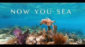 Now You Sea Turtles – Help Protect Sea Turtles and See the Swahili Coast Thrive