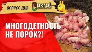 видео: 🐰Многоплодная крольчиха делает 2 гнезда 📢В чем подвох  #Макляк  #Макрол картинка: 🐰Многоплодная крольчиха делает 2 гнезда 📢В чем подвох  #Макляк  #Макрол