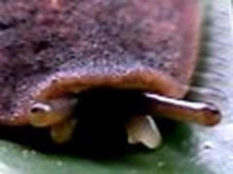 Leatherleaf Slug   .  .  .  .  .  Ƣݔҩᾫ٨ӷ quaoar