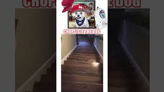 Funny Dog Leaping Down The Stairs Reaction By Chopsicle The Dog