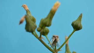 CERRAJA (Sonchus oleraceus) PLANTAS MEDICINALES