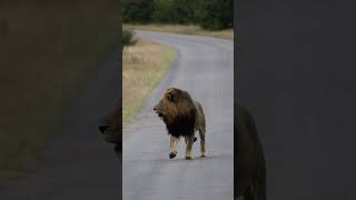 Lion Sighting on the Road in Kruger National Park