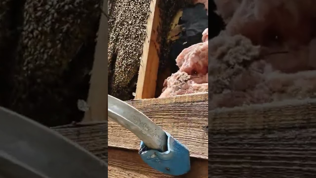 Friday fun day @ honey bee removal & relocation.First season wall colony in Crofton,MD...