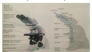 Introduction to Microbiology & Microscopy Part 2