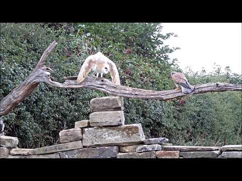 funny-barn-owl-saying-no,-no,-no-to-kestrel's-advances