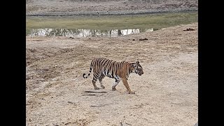 Nagarhole Tiger Safari Day 2 | Two tiger close sighting | #magge  Female | #Cutlip Male | #kabini