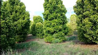 kebun cengkeh super subur dan rimbun idaman para petani