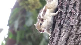 #squirrelVoice  #गिलहरी की आवाज़