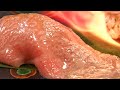【肉寿司】 外国人に自慢したい日本の和牛の新しい食べ方（総集編）Japanese WAGYU Sushi