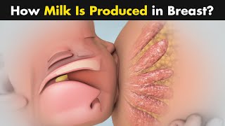 Milk Production in Female Breast - Breastfeeding (Urdu/Hindi)