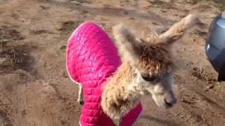 Cody, The Teeny, Tiny Alpaca Reuniting With Mama