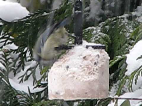 canon definicion My winter bird garden with snow ! ~ Birds UK 2010