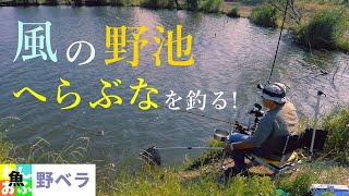 強風の野池で底のヘラブナを狙え！【ヘラブナ釣り】Japanese herabuna fishing spring 2022