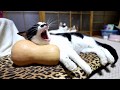 バターナッツかぼちゃ枕 Pumpkin pillow and cat 191212