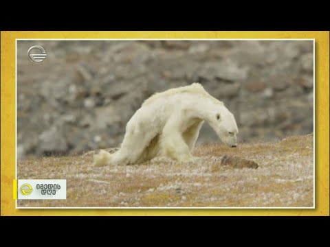 SOS - ყოველდღე 150 სახეობა ქრება