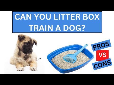 Vídeo: Os prós e contras de usar um apartamento de cachorro para treinamento Potty